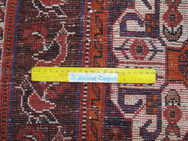 ۳۸۵۰۶-Shiraz-291×206-UK